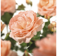 Close-up van een open roos