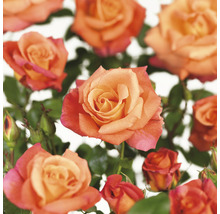 Close-up van oranje rozenbloesems met groene bladeren