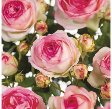 Close-up van roze rozenbloemen