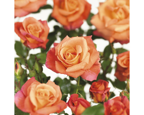 FLORASELF Klimroos Rosa 'Freisinger Morgenröte' potmaat Ø 14 cm H 90-110 cm Close-up van oranje rozenbloemen