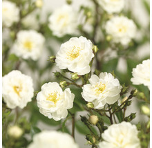 Close-up van witte rozenbloesems met groene bladeren