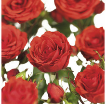 Close-up van rode rozenbloemen