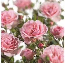 Close-up van roze rozenbloemen