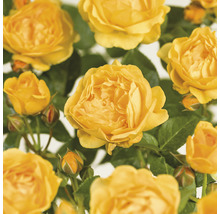 Gele rozenbloesems met groene bladeren
