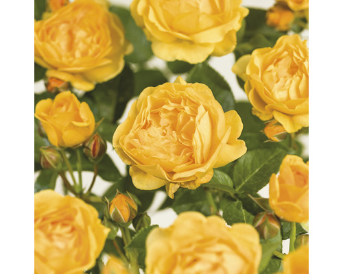 FLORASELF Struikroos Rosa 'Absolutely Fabulous' potmaat Ø 14 cm H 5-10 cm Gele rozenbloesems met groene bladeren