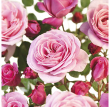 Close-up van roze rozenbloemen