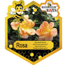 Bijenweelde Roos ''Bees Paradise Rose Apricot'' in zeshoekig etiket