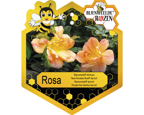 Bijenweelde Roos ''Bees Paradise Rose Apricot'' in zeshoekig etiket