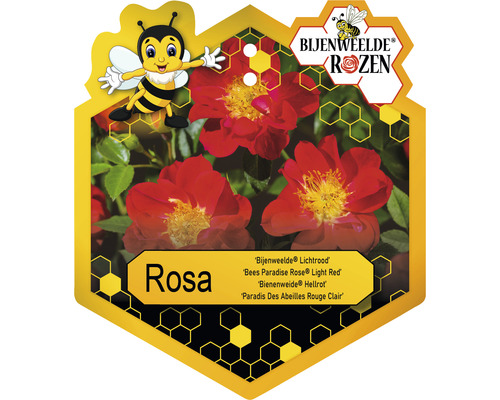 Etiket van de Bees Paradise Rose Light Red plant