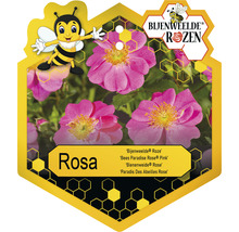 Etiket van de Bijenweide Roos Rosa met roze bloemen