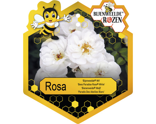 Bijenweelde Rozen Rosa plant met witte bloemen