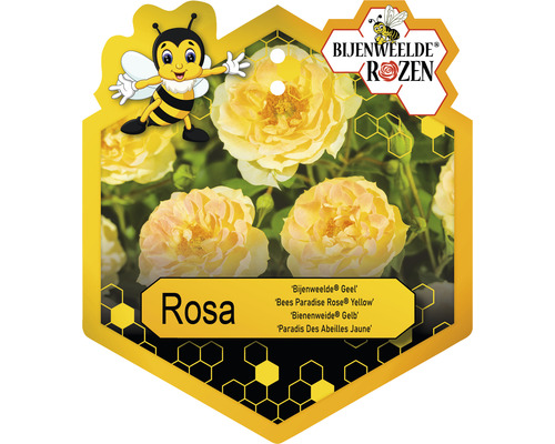 Gele perkroos met de naam Rosa