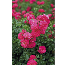 FLORASELF Stamroos Rosa 'Heidetraum' potmaat Ø 24 cm H 70-90 cm