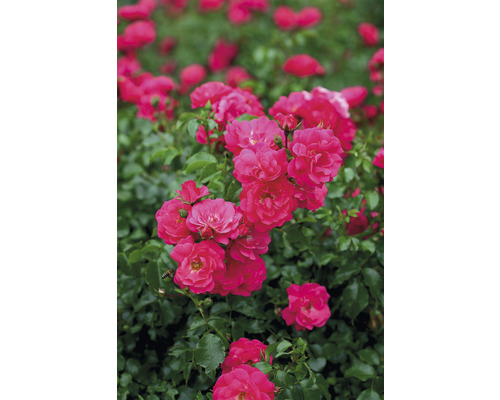 FLORASELF Stamroos Rosa 'Heidetraum' potmaat Ø 24 cm H 70-90 cm