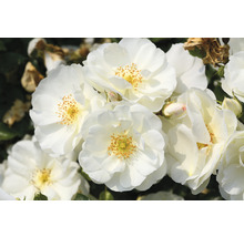 Close-up van witte rozenbloemen met gele meeldraden