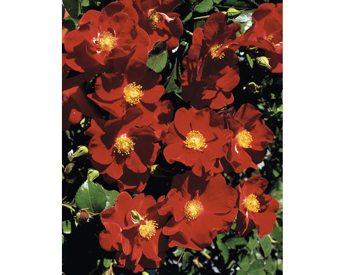 Bloeiende rode roos met groene bladeren