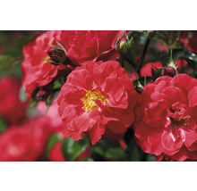 Close-up van rode rozenbloemen