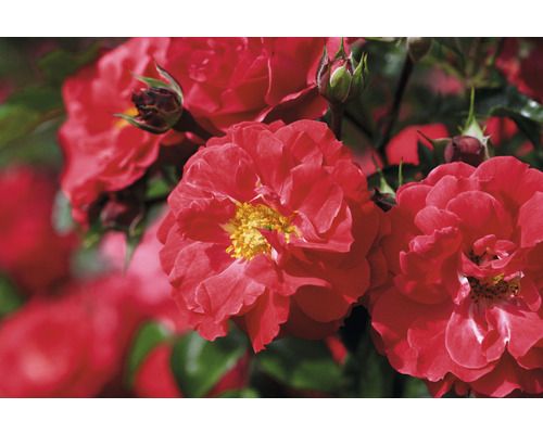 Close-up van rode rozenbloemen