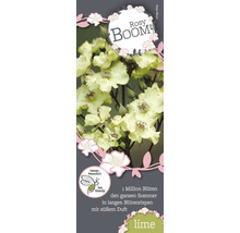 Rosy Boom Roos Lime productlabel met informatie over bijvriendelijke rozen en miljoenen bloemen in de zomer.
