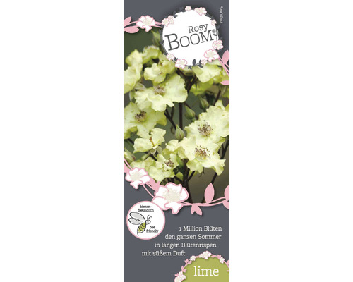 Rosy Boom Roos Lime productlabel met informatie over bijvriendelijke rozen en miljoenen bloemen in de zomer.