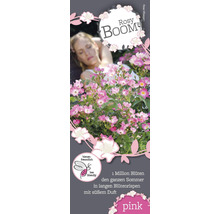 Rosy Boom roos met vrouw op de achtergrond