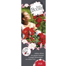 Rosy Boom Roos met het label bijvriendelijk