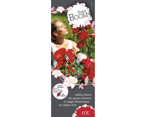 Rosy Boom Roos met het label bijvriendelijk