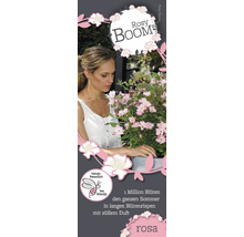 Vrouw bekijkt Rosy Boom roos met het label bijvriendelijk.