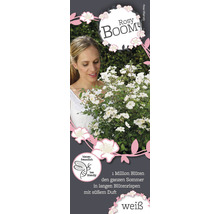 Vrouw bekijkt Rosy Boom roos met witte bloemen