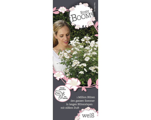 Vrouw bekijkt Rosy Boom roos met witte bloemen