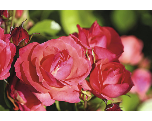 Close-up van rode rozenbloemen