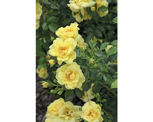 Gele rozenbloemen met groene bladeren