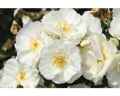 Close-up van witte rozenbloemen