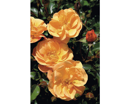 Close-up van gele rozenbloemen op een plant