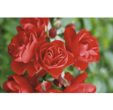 Close-up van rode rozenbloemen