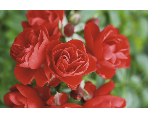 Close-up van rode rozenbloemen