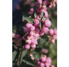 Close-up van een tak van de sneeuwbes met roze bessen
