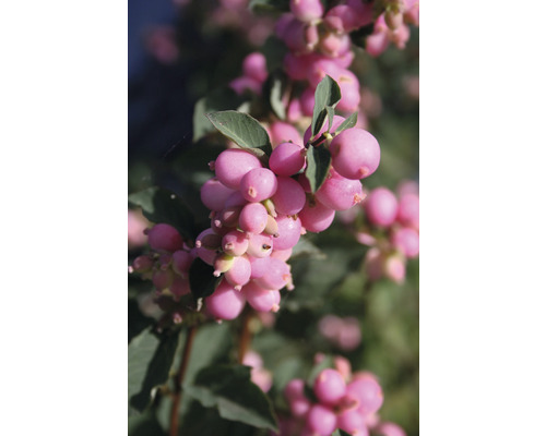 Close-up van een tak van de sneeuwbes met roze bessen