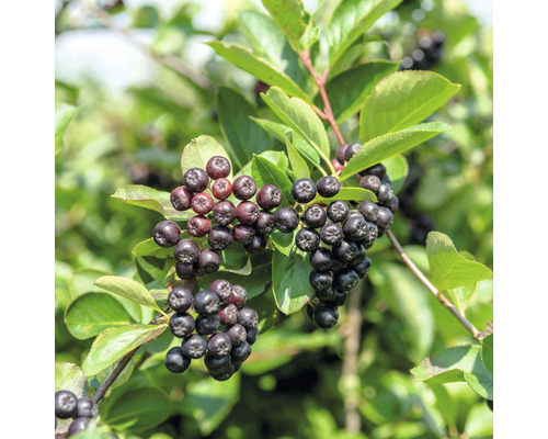 Aroniabessenplant met zwarte bessen en groene bladeren.