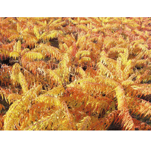 Veld met azijnboom in de herfst
