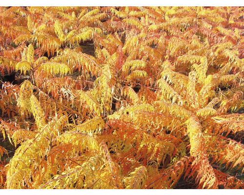 Veld met azijnboom in de herfst