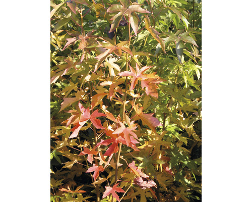 Amerikaanse amberboom met stervormige bladeren