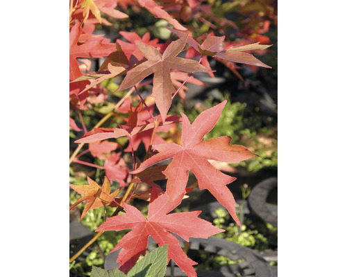 Close-up van amberboombladeren