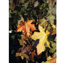Close-up van een amberboom met herfstbladeren