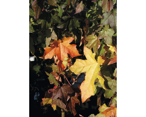 Close-up van een amberboom met herfstbladeren