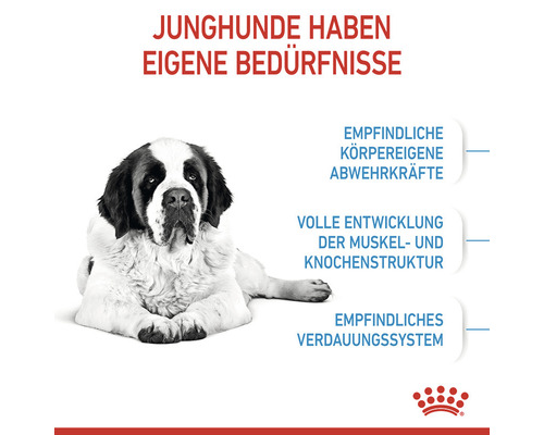 Illustratie over de behoeften van jonge honden met een Sint Bernard