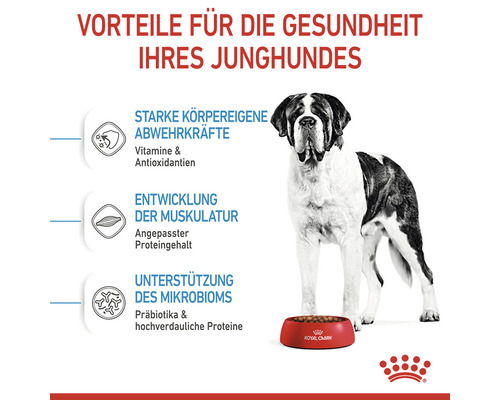 Voordelen voor de gezondheid van uw jonge hond met informatie over weerstand, spierontwikkeling en ondersteuning van het microbioom. Op de foto staat een hond met een bak hondenvoer.