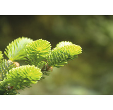 Close-up van een sparrentak