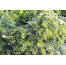 Close-up van dennenappeltakken voor decoratie