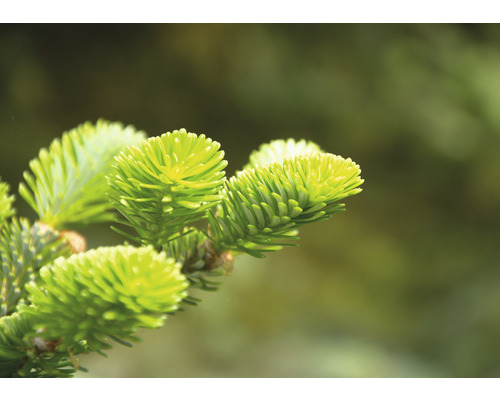 Close-up van verse dennentakken